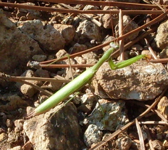 maschio di Mantis religiosa